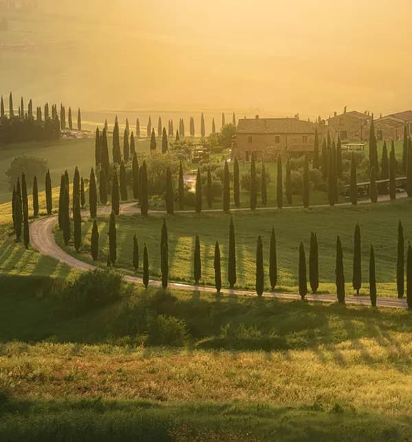 Đồi cỏ và hàng cây bách vùng Tuscany dưới nắng chiều.